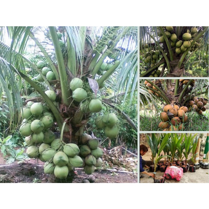 Cây giống dừa xiêm xanh ruột hồng