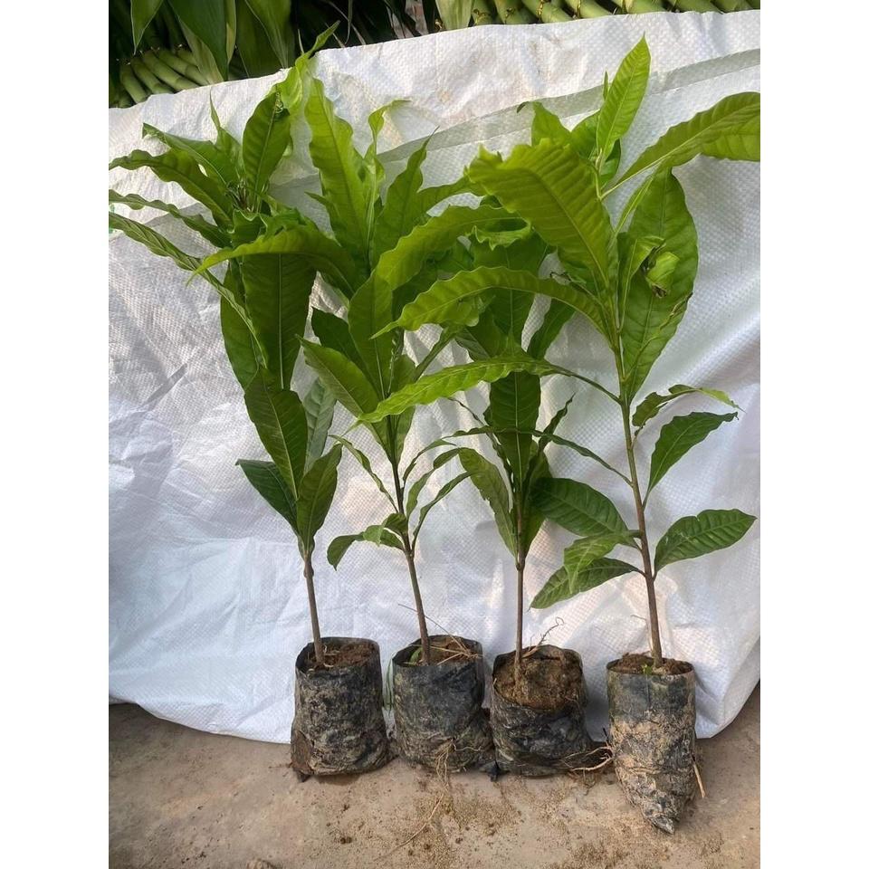 CÂY GIỐNG BIWA GIỐNG MỚI