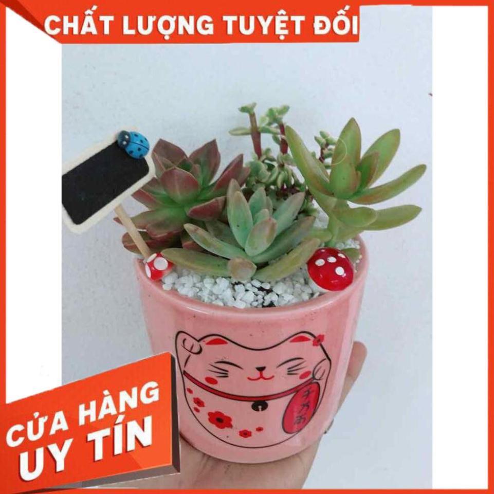 Chậu sen đá mèo may mắn Nhiều Người Mua