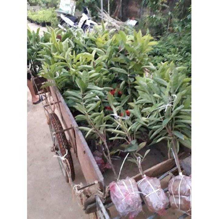 Hoa mẫu đơn màu vàng, bầu cây lớn