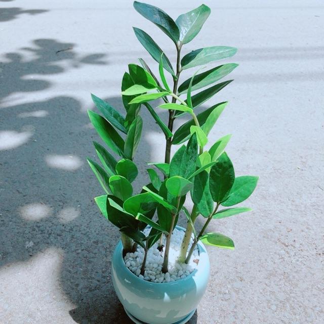 Chậu Kim Tiền Thái