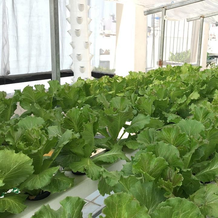 Gói 20g Hạt giống rau cải bẹ mào gà F1 cao sản dễ trồng, nhanh thu hoạch, năng suất cao