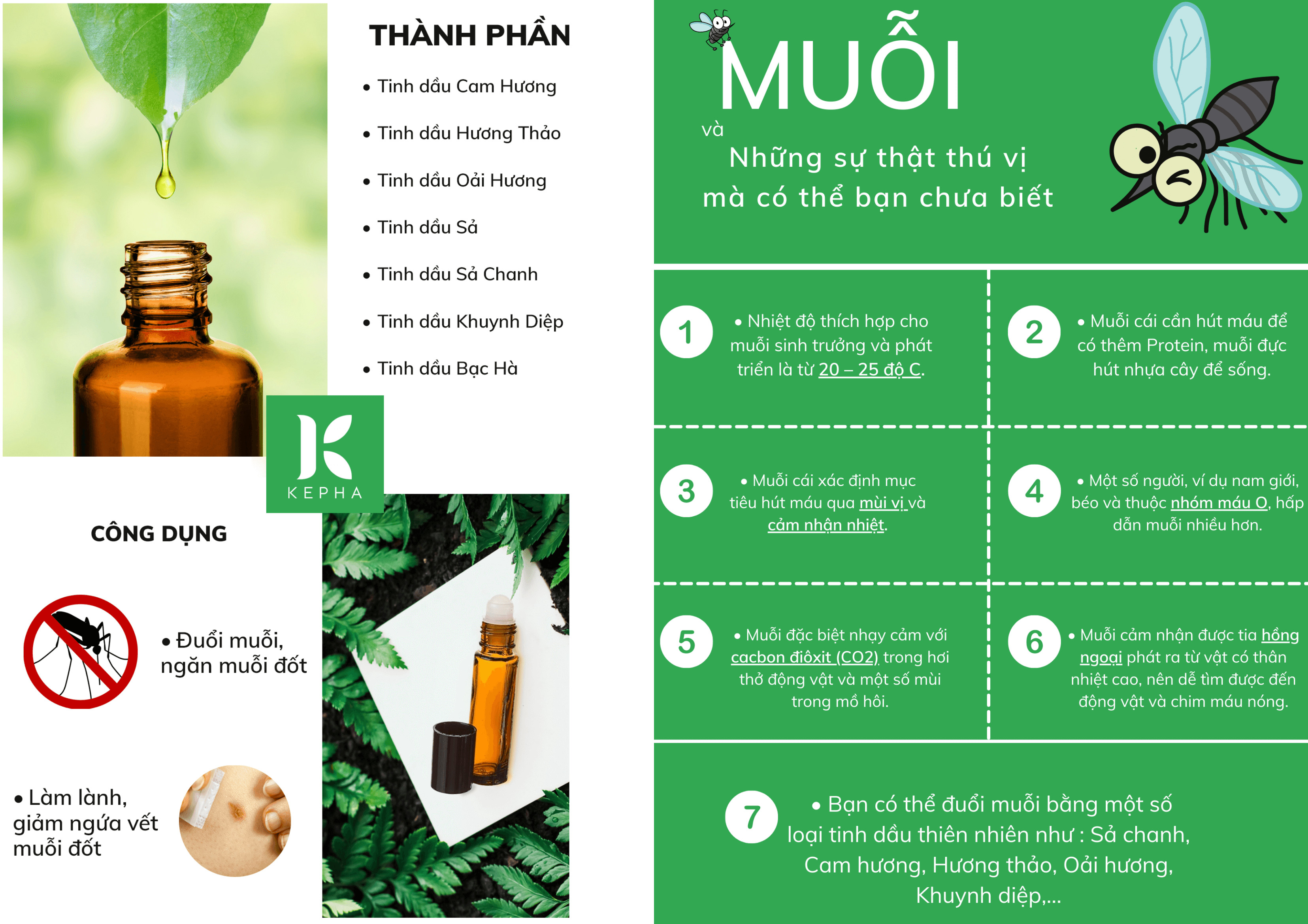 Combo Tinh dầu sả chanh 50ml và tinh dầu lăn đuổi muỗi Kepha Antimos Oil. Đuổi muỗi toàn diện - Ngăn ngừa muỗi đốt, làm giảm nốt sưng tấy khi bị muỗi đốt