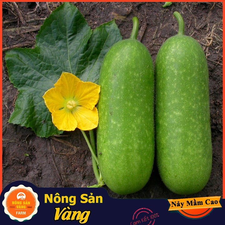 Hạt giống Bí Đao Chanh - Nông Sản Vàng