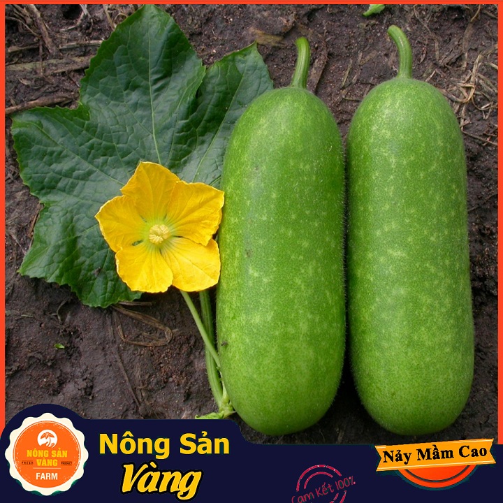 Hạt giống Bí Đao Chanh ( Gói 15 Hạt ) - Nông Sản Vàng