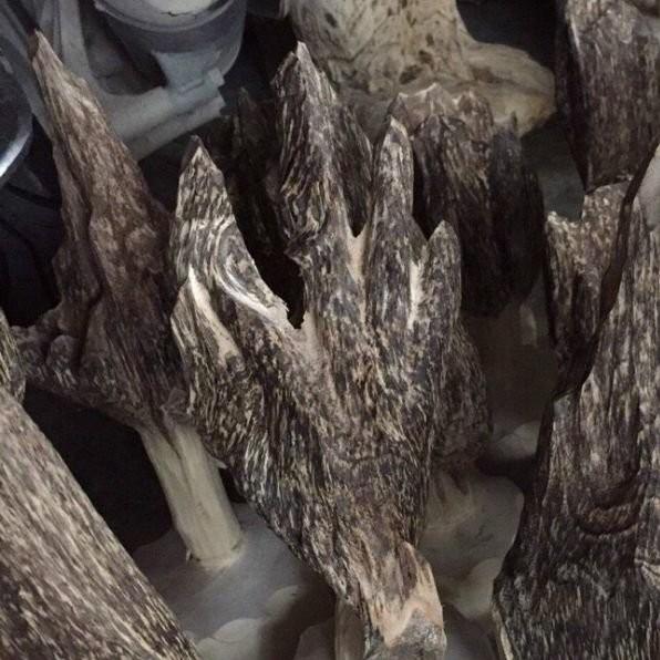 Vòng Tay Trầm Hương Sánh Chìm đốt trúc Thơm vĩnh viễn || 10 ~ 14mm