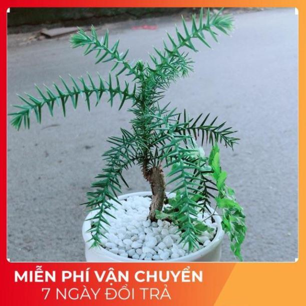 Chậu Tùng Bách Tán