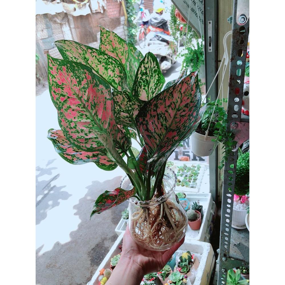 Chậu Vạn Lộc Thủy Sinh Đẹp