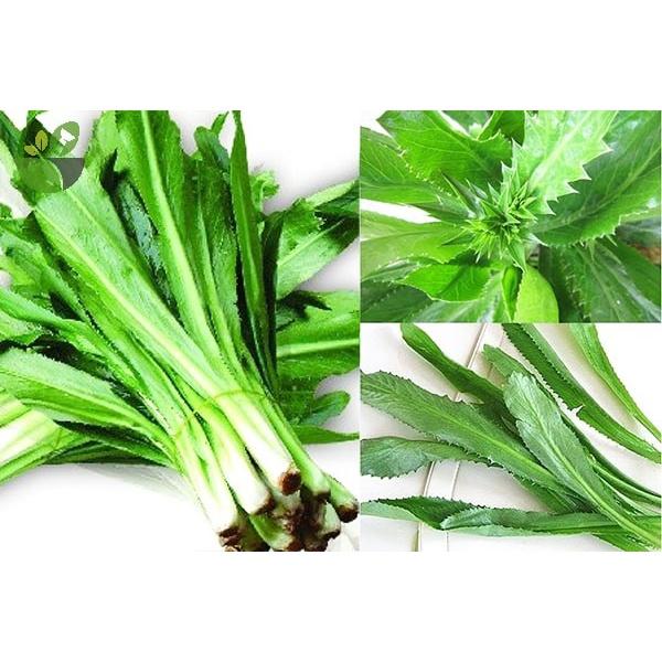 RAU MÙI TÀU, RAU NGÒ GAI - BẦU CÂY GIỐNG