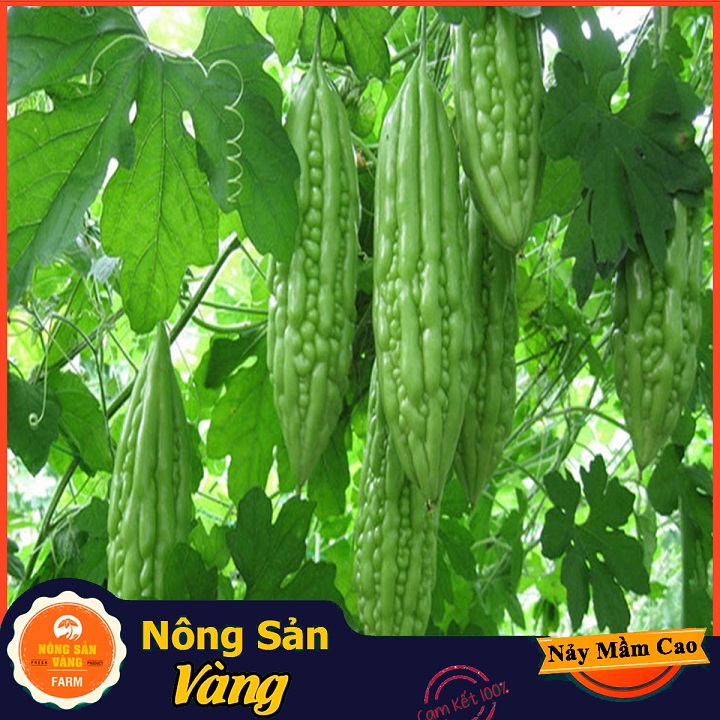 Hạt giống Khổ Qua F1 - Nông Sản Vàng