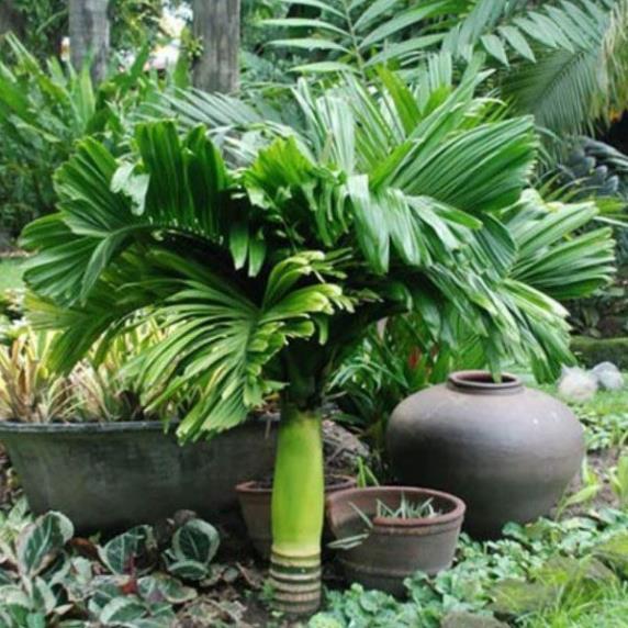 Cây giống CAU LÙN - Cây giống chuẩn F1