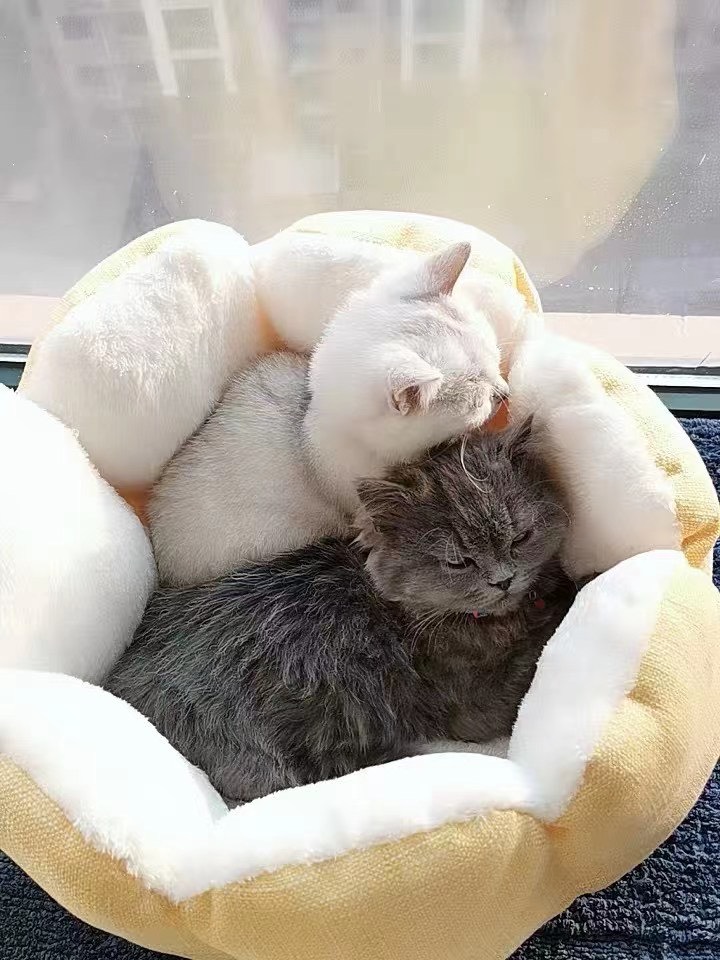 Nệm Ngủ Bốn Mùa PETKIT Hình Trái Thơm Cho Thú Cưn