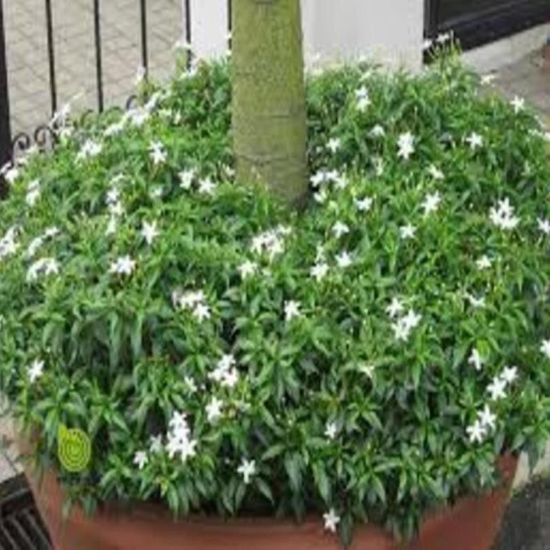 CÂY GIỐNG MAI VẠN PHÚC