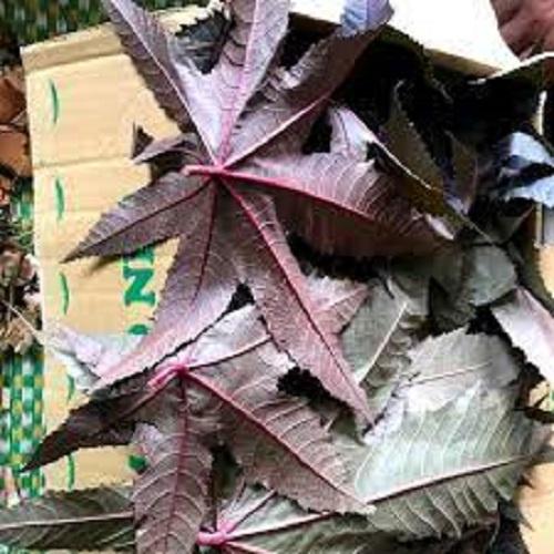 1kg lá thầu dầu tía tươi sạch - cây nhà trồng