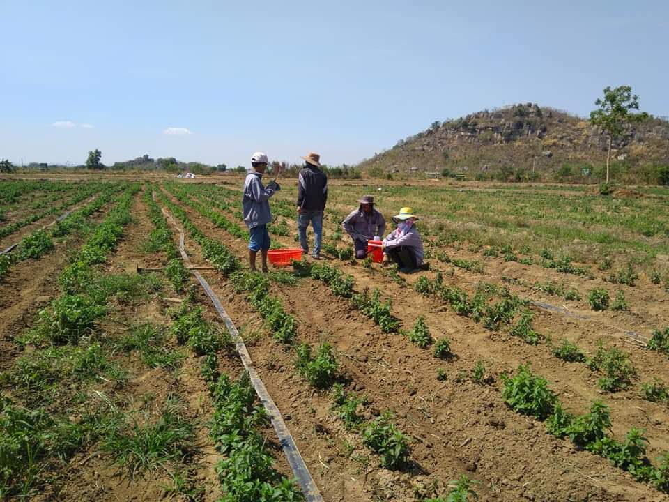 Tinh dầu Bạc hà chai 01Lít Mộc Mây - tinh dầu nguyên chất từ thiên nhiên - Có kiểm định - Chất lượng và mùi hương vượt trội