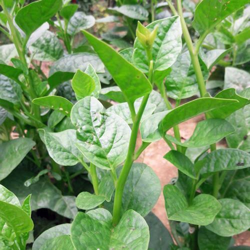 Hạt giống mồng tơi cao sản gói 20gr