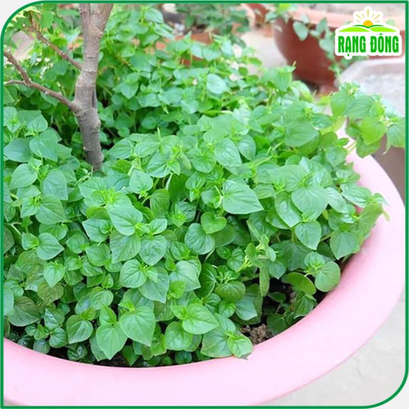 Hạt giống Rau càng cua 666