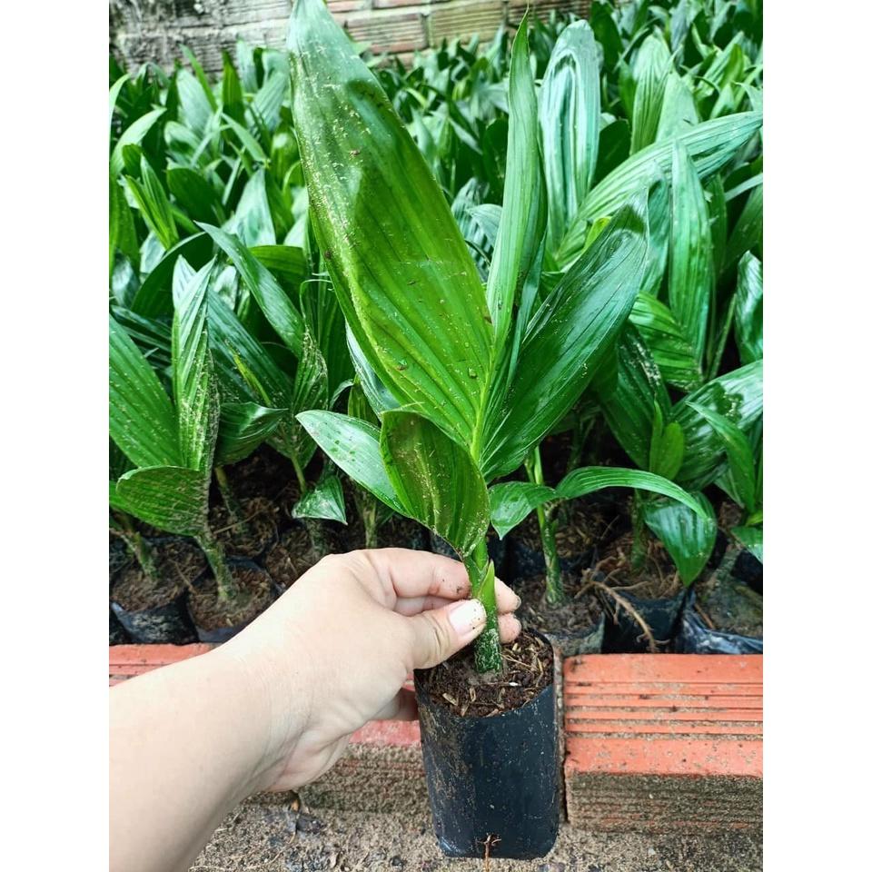 COMBO 10 CÂY GIỐNG CAU LÙN TỨ QUÝ