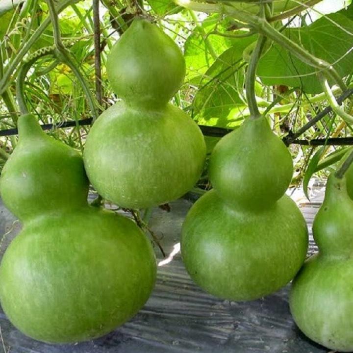 HN Giống bầu hồ lô