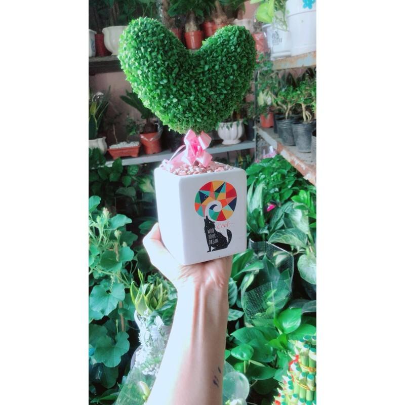 Chậu Cây May Mắn Trái Tim