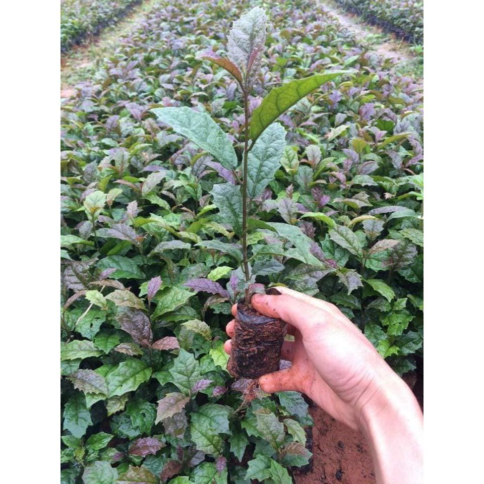 COM BO 3 BA KÍCH TÍM - cây giống gửi đi nguyên bầu