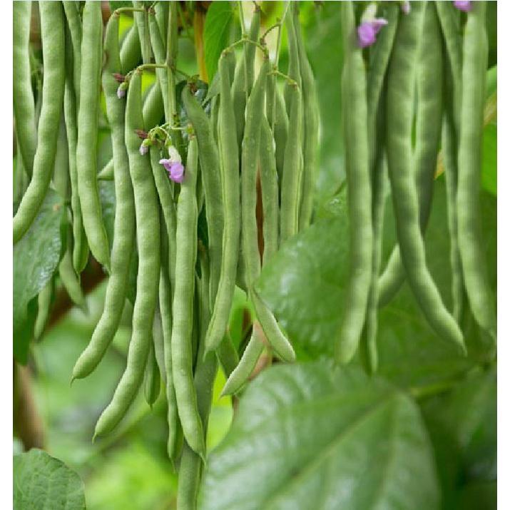Hạt giống đậu cove hạt đen dạng leo KNS366 - Gói 10gram