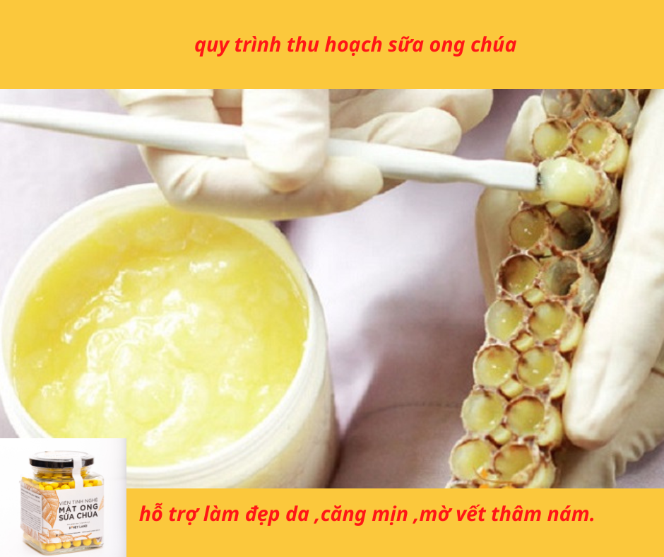 VIÊN TINH NGHỆ MẬT ONG SỮA CHÚA HONEYLAND 250G/HŨ