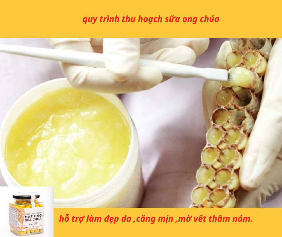 Viên Tinh Nghệ Sữa Chúa HONEYLAND 120g rất tốt cho người đau dạ dày và phụ nữ khi sinh + làm đẹp