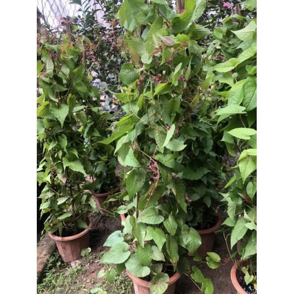Cây hoa tigon hoa tím đẹp