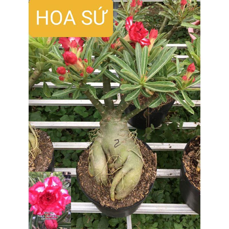 HOA SỨ THÁI KÉP SẴN NỤ VÀ HOA