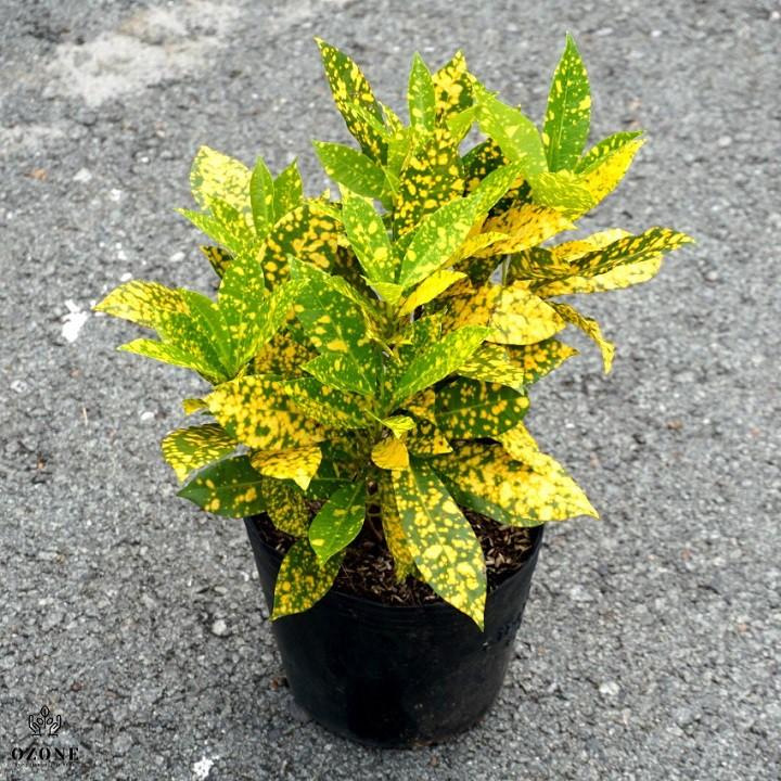 Chậu cây cô tòng đốm