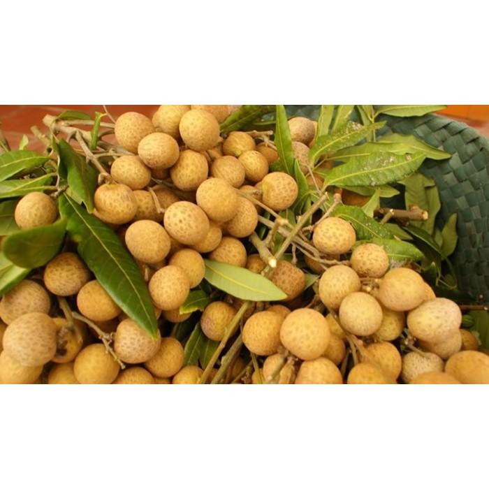 Cây giống Nhãn Hương Chi cho trái sớm.