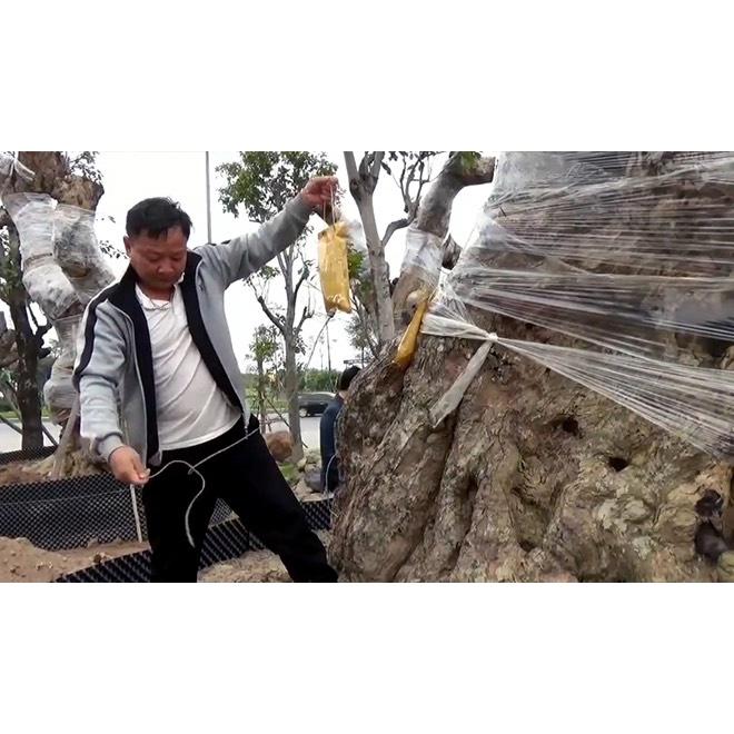 Túi Dịch Truyền Dinh Dưỡng Cho Cây Trình, Công Cảnh . Gíup Bật Mầm, Bật rễ nhanh