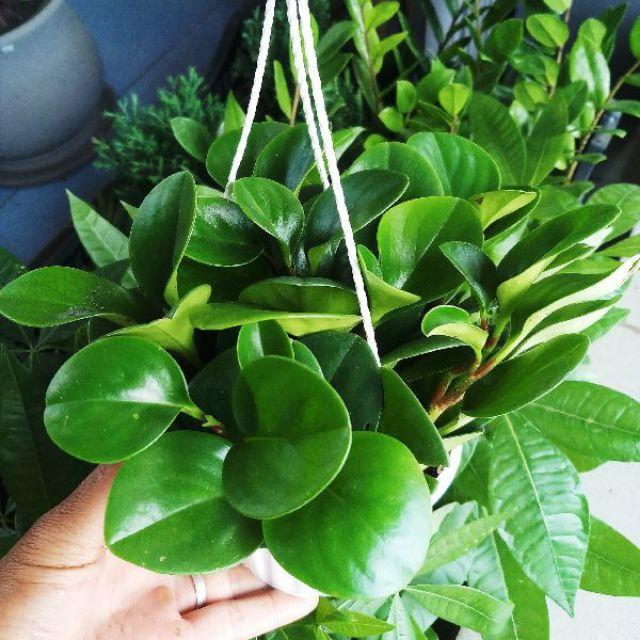 Cây Treo Trường Sinh trang trí ban công, sân vườn