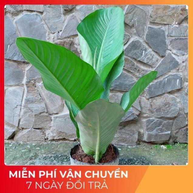 Cây Đại Phú Gia