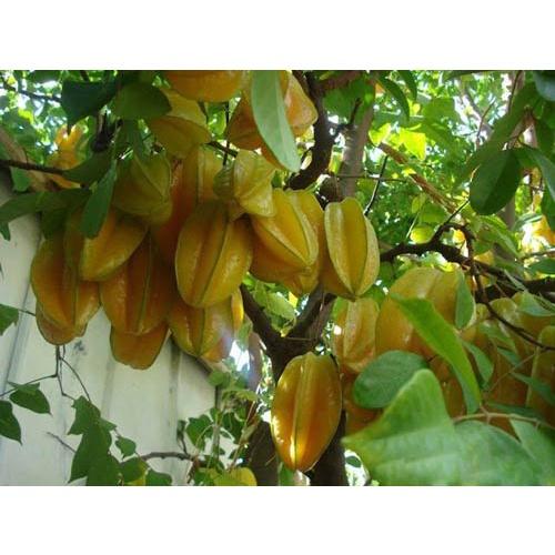 Cây giống Khế Chua TRỒNG CHẬU .