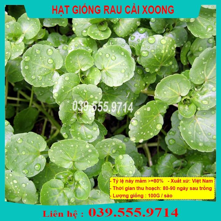 Hạt Giống Rau Cải Xoong trồng tại vườn, sân thượng, nông trang