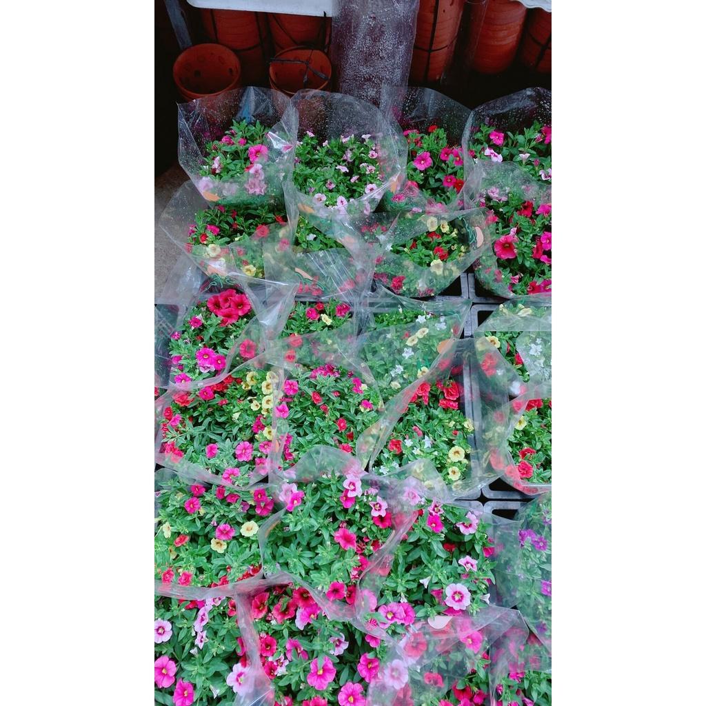 Chậu Hoa Triệu Chuông