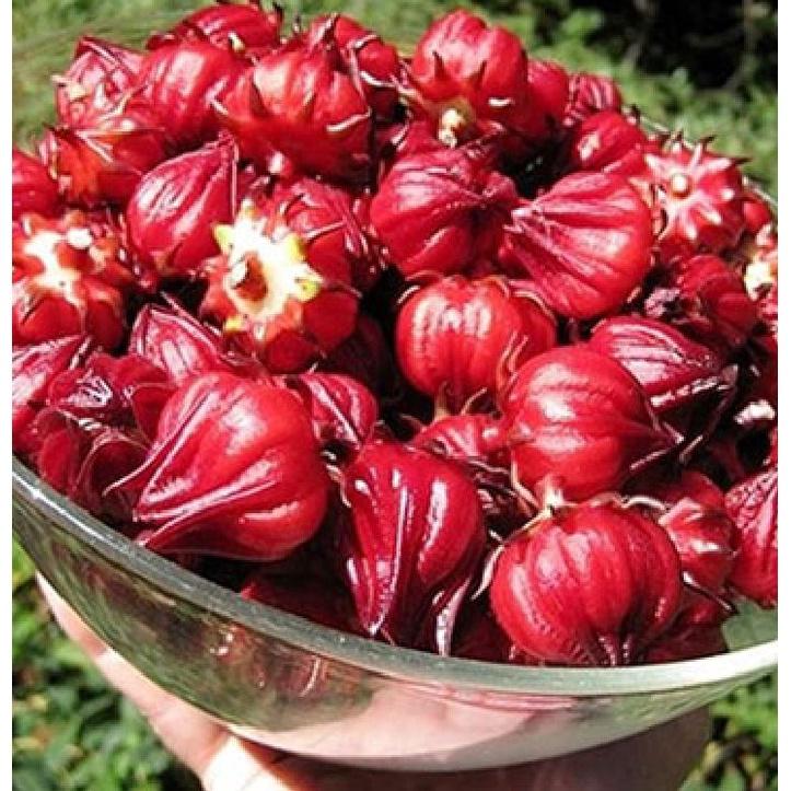 Hạt Giống Cây Atiso Đỏ -gói 10 hạt/tặng kèm gói phân bón lót
