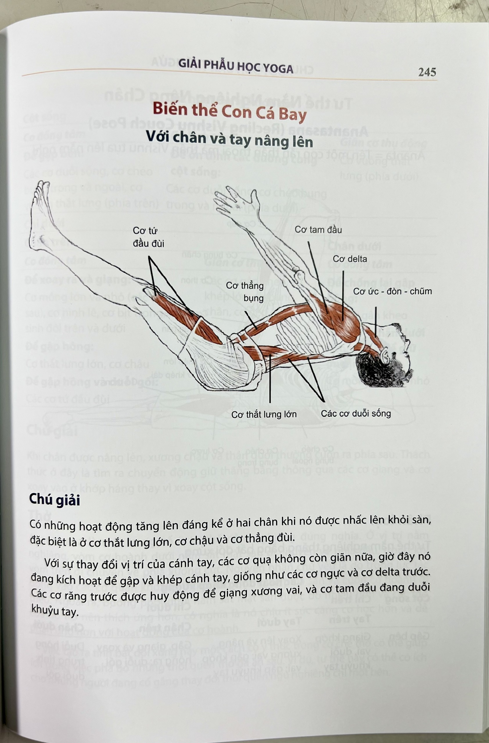 Giải phẫu học YOGA