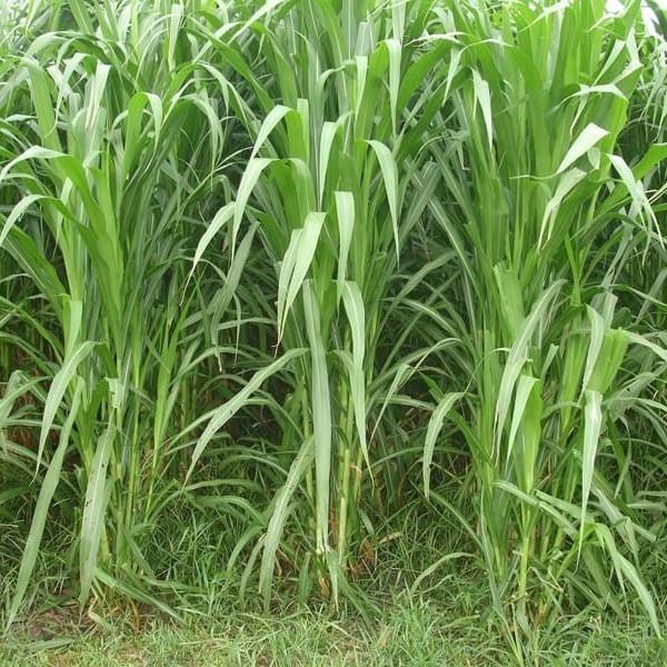 500g Hạt giống cỏ lai sweet jumbo giàu dinh dưỡng cho chăn nuôi - Hạt giống cỏ loại 1