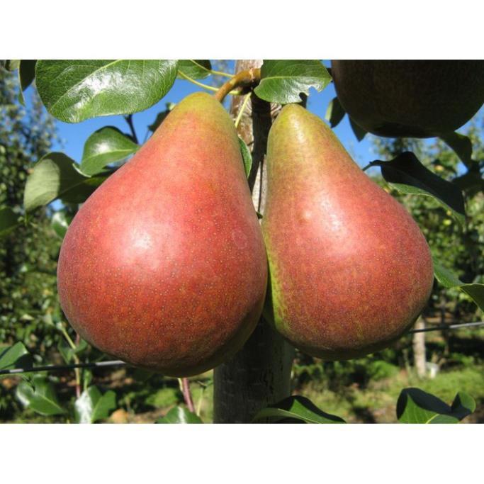 CÂY GIỐNG LÊ ĐỎ NAM PHI