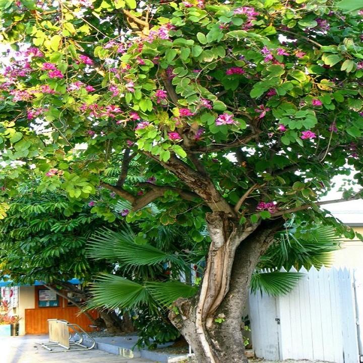 Cây ban tím giống cao gần 1m