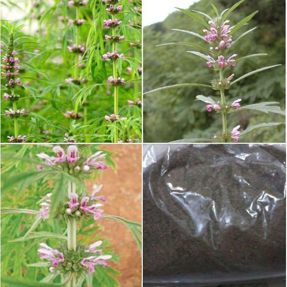 Hạt giống cây Ích mẫu -  50 hạt/gói