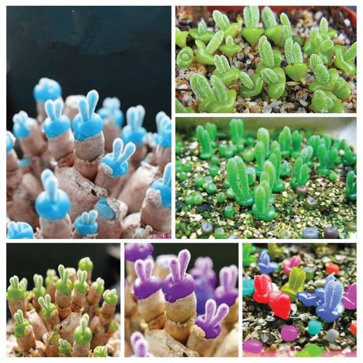 Hạt giống cây tai thỏ mix màu