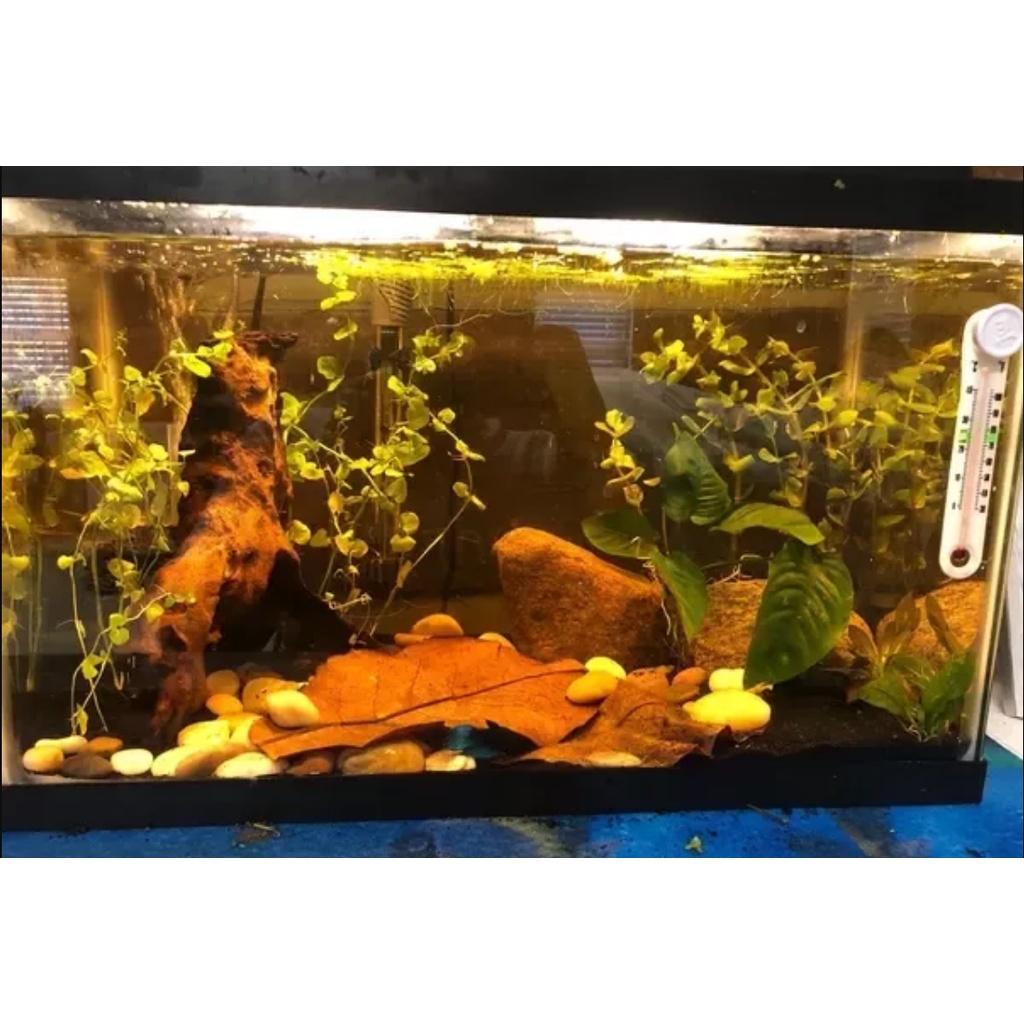 Lá bàng khô sạch giành cho bể cá cảnh: la hán, cá rồng, cá đĩa... tạo môi trường nước lý tưởng