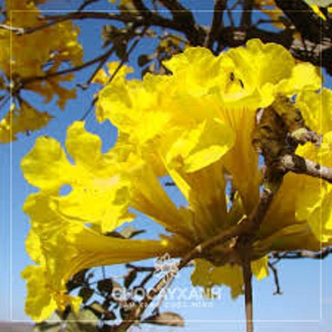 cây giống Phong Linh Vàng, hoa đẹp rực rỡ, gửi đi nguyên bầu