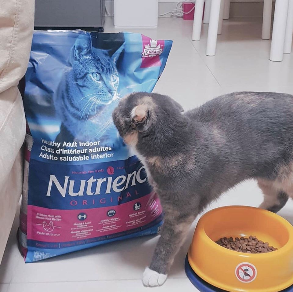 Thức Ăn Hạt Cho Mèo Anh Lông Ngắn Nutrience Subzero Bao 5kg - 4 Loại Thịt Cá, Rau Củ Quả Trái Cây Tự Nhiên