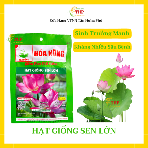 Hạt giống Sen Lớn | Hạt Giống | gói 5 hạt