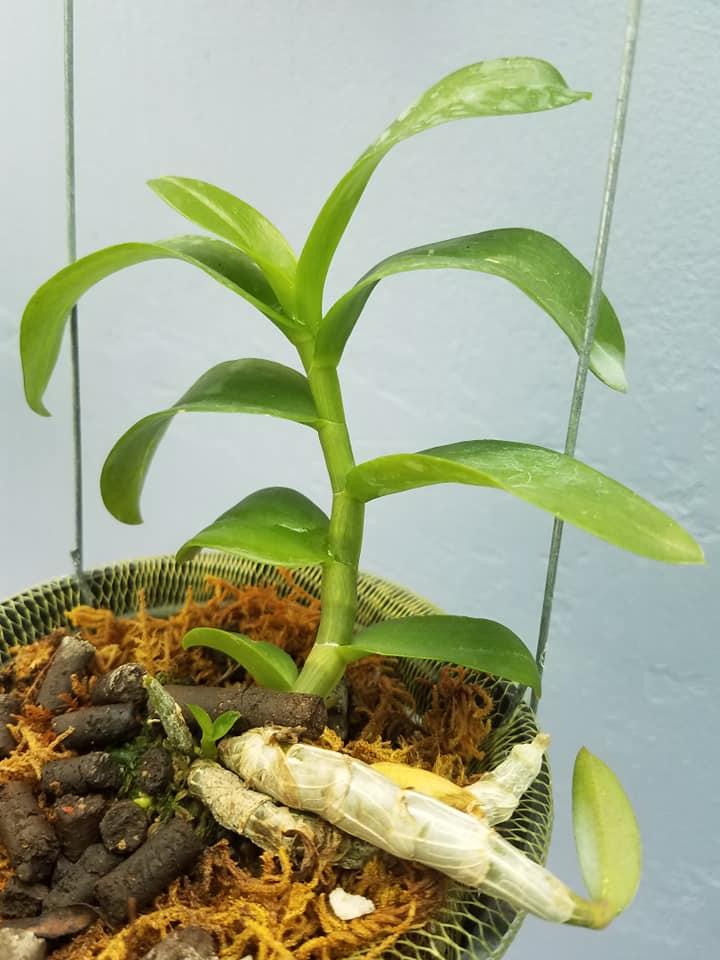 Lan phi điệp đột biến 5 CÁNH TRẮNG PHỦ TRÌ cây đẹp giống chuẩn